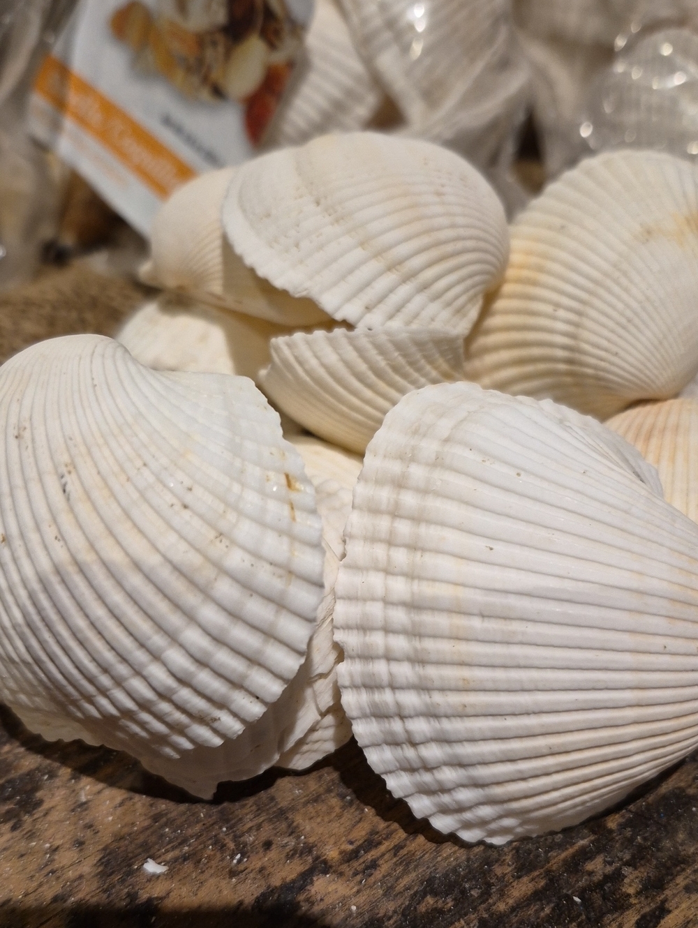 FREE Sea Shells (White Ribbed Ark Shells) - Picture 2 of 4